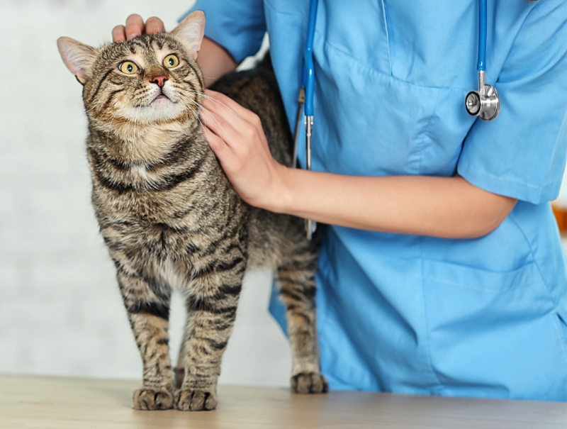 Veterinary Jobs in San Diego