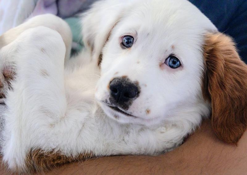 Carousel Slide 2: Offering wellness exams for a variety of different pets
