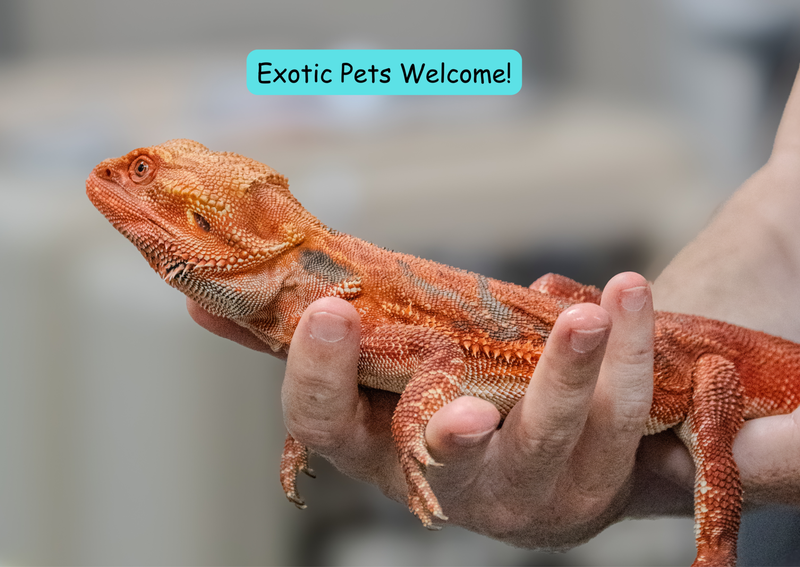 Carousel Slide 1: Welcoming a variety of pets to our practice