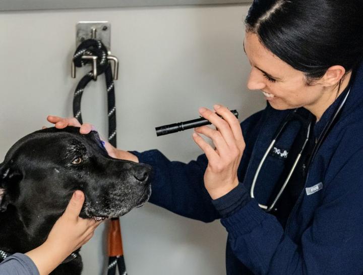 $city Vet Exams