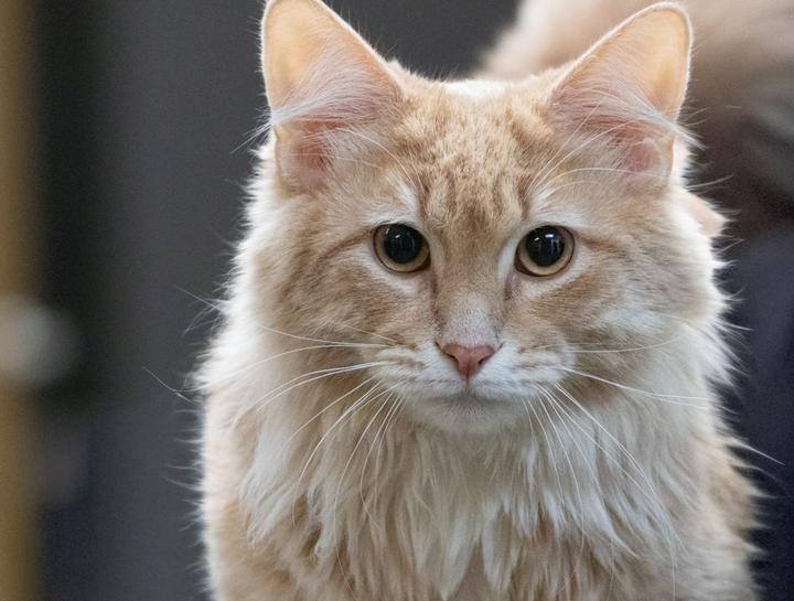 Preventive Care for Cats