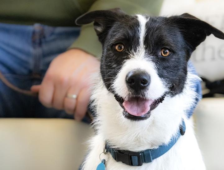 Preventive Care for Dogs
