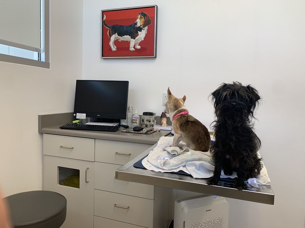 vet exams San Diego