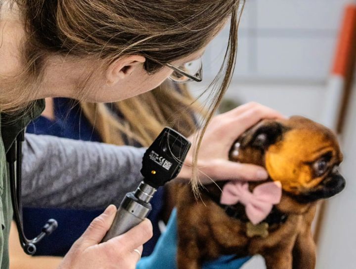 Pet Ophthalmology